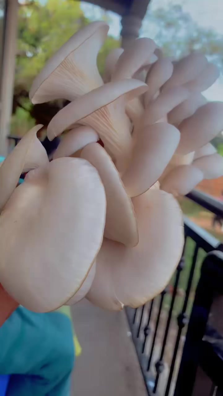 @BLESSED AGRICULTURAL MUSHROOM