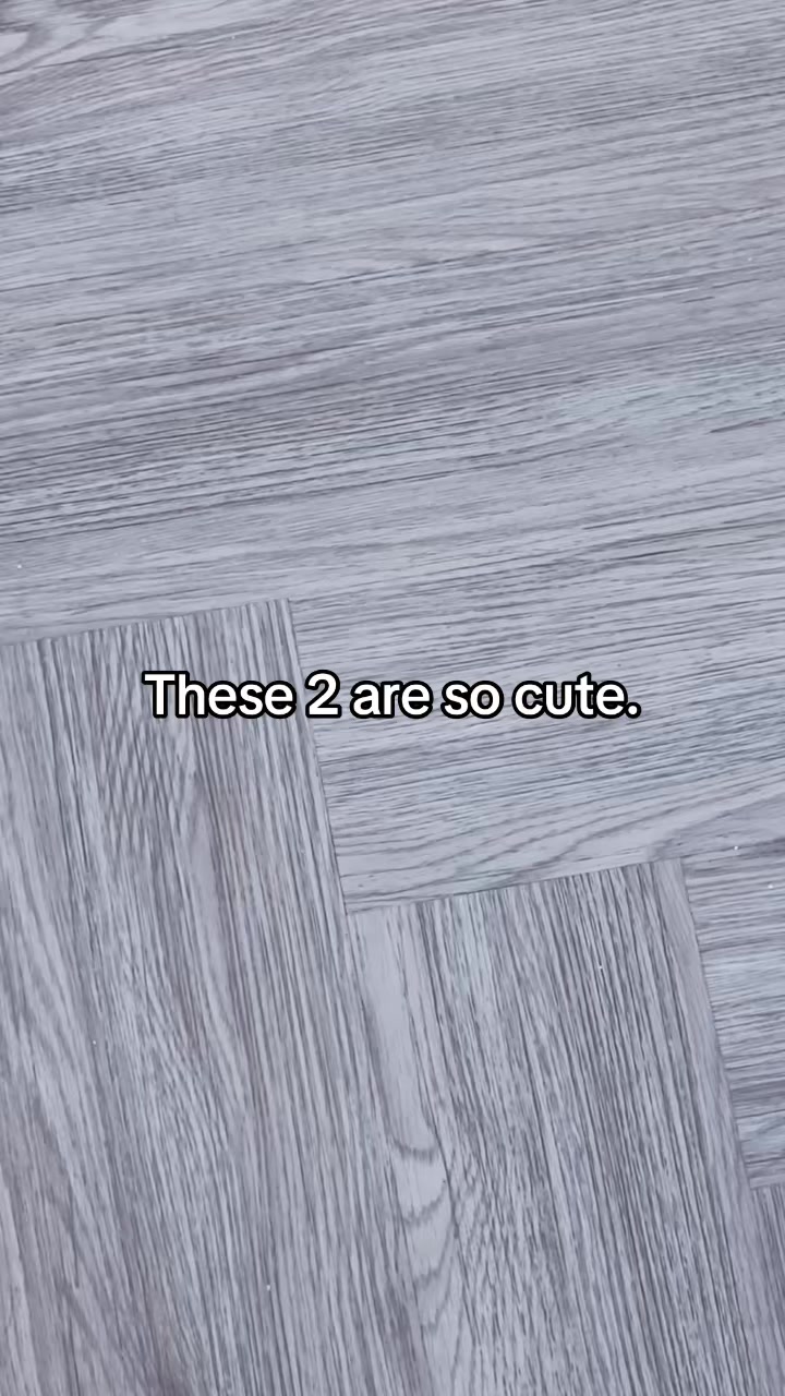 @𓆩ꨄ︎𓆪TOᗪEᔕEᑎGEᒪ𓆩ꨄ︎𓆪