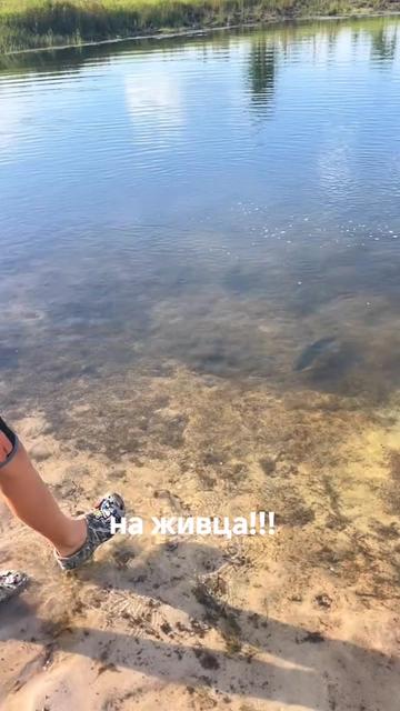 @vlady