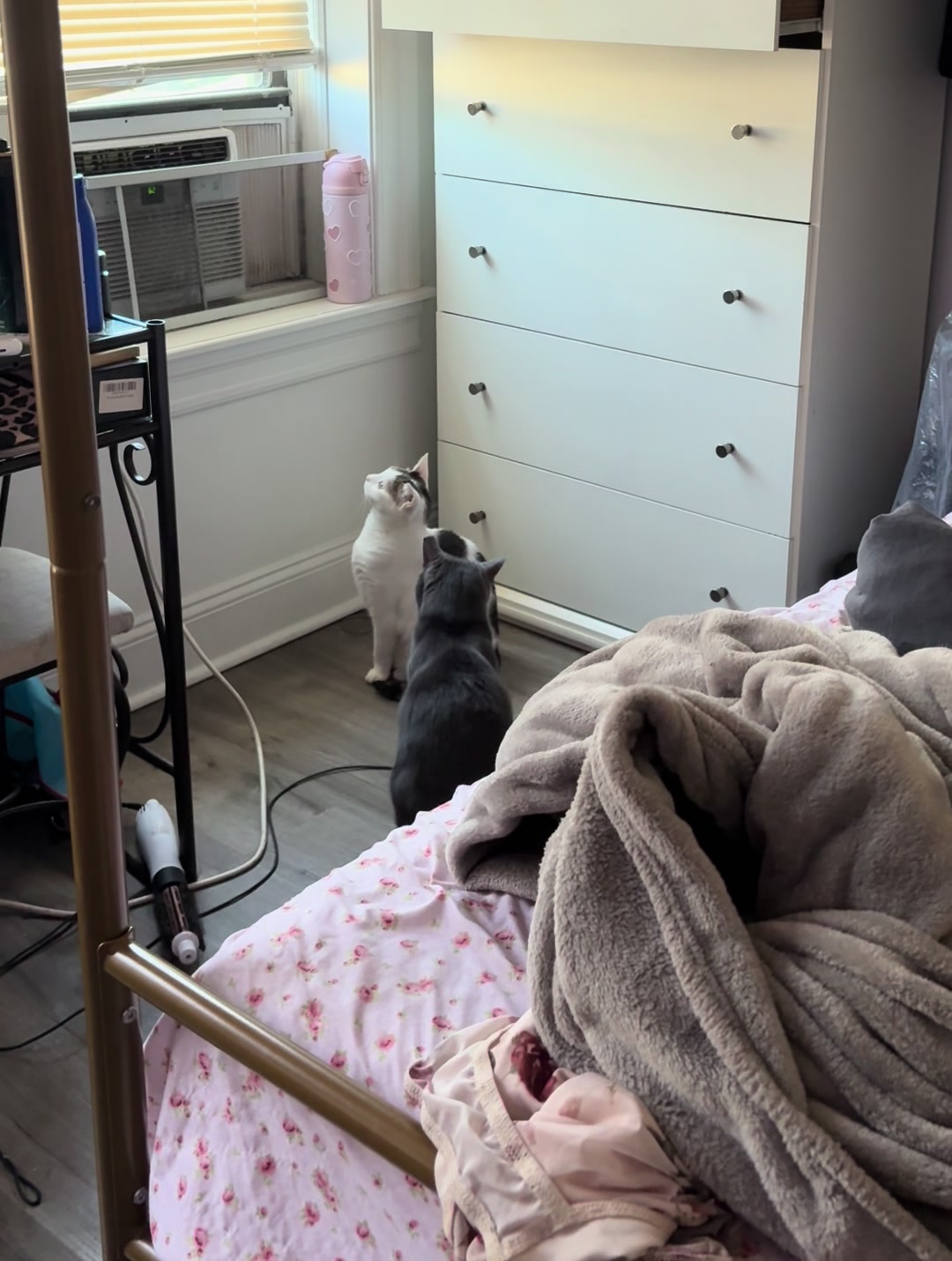 @Azorasworld ft Thackery Binx