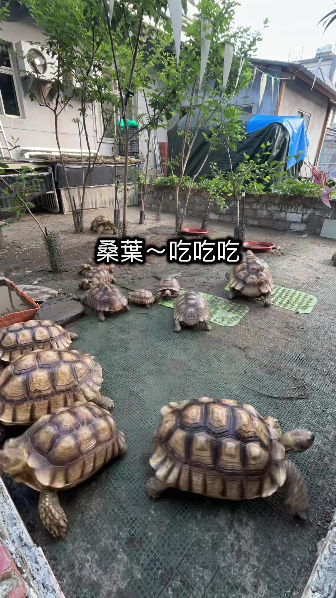 @琰 𝓛𝓸𝓷𝓰來了🐉〽️蘇卡達sulcata陸龜