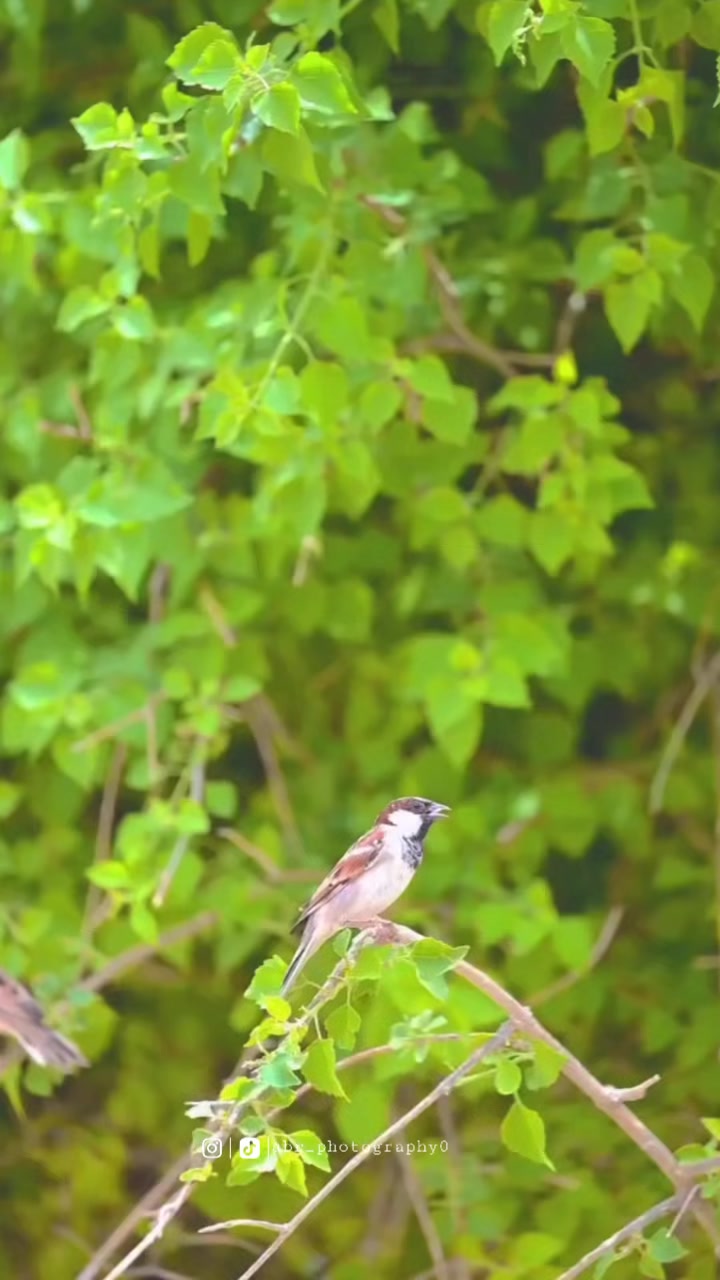 @ابوبکر🌸