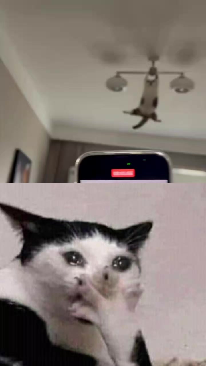 @Random Cat Stuff