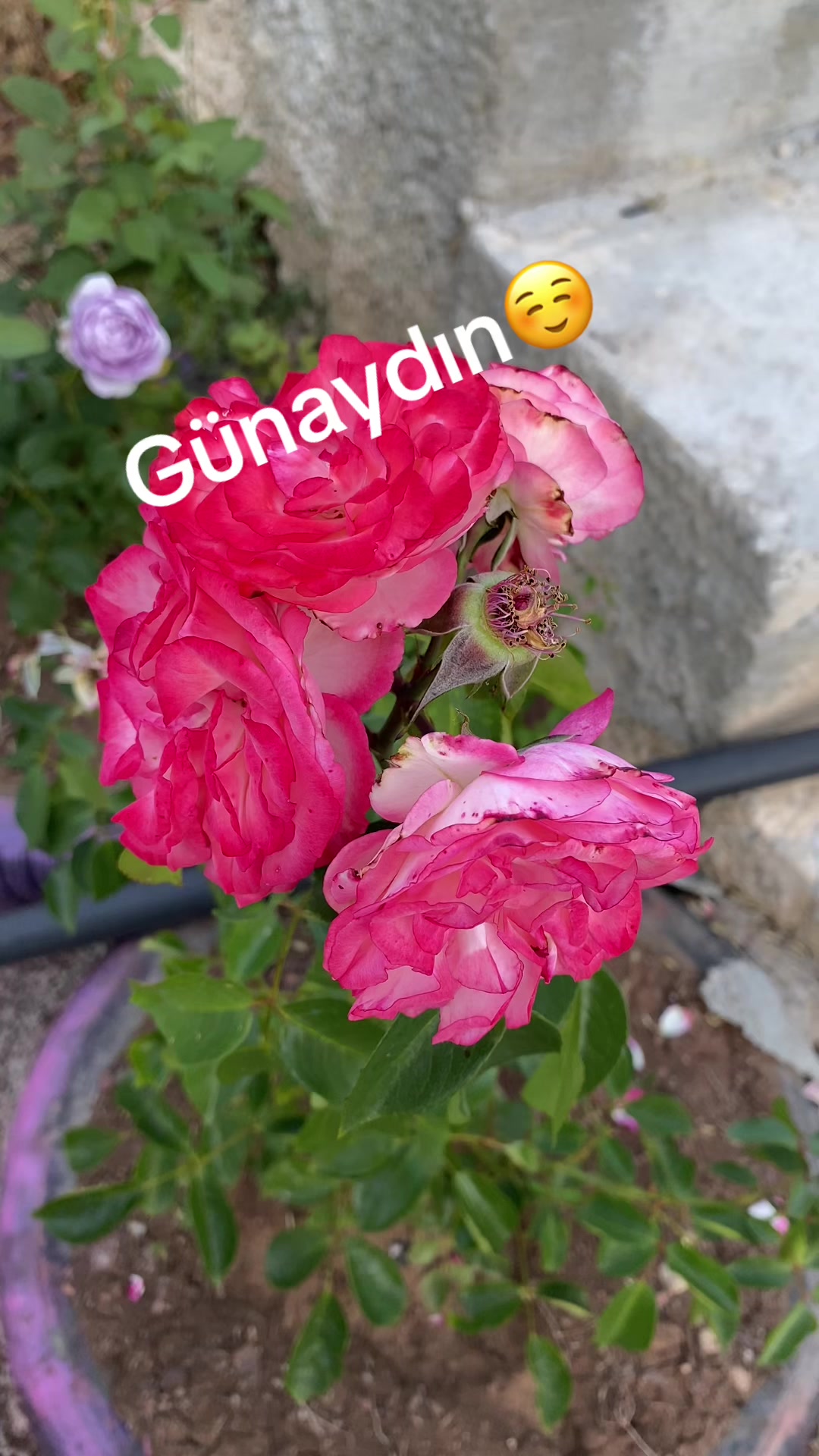@(((___🌹🧿&hearts;️___))