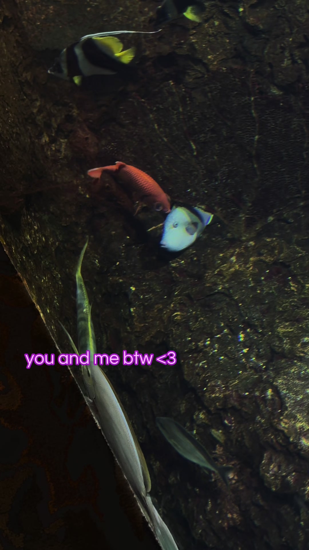 @✿˚⋆ 🪭 ⋆˚✿