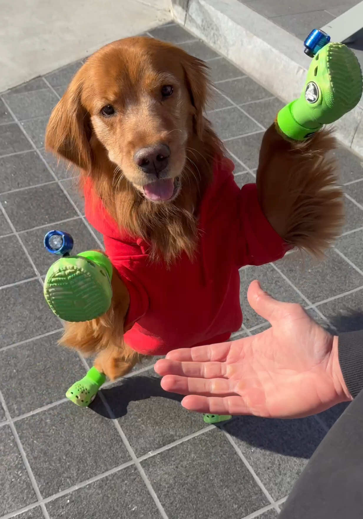 @Brodie The Goldendoodle