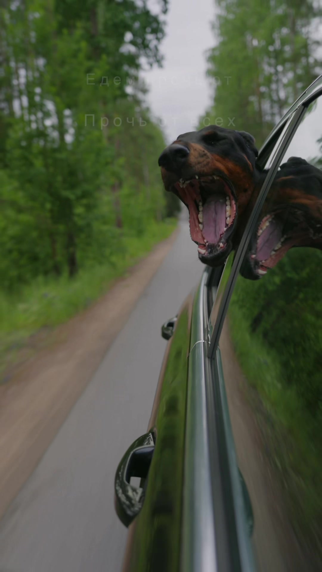 @Djudi_Doberman