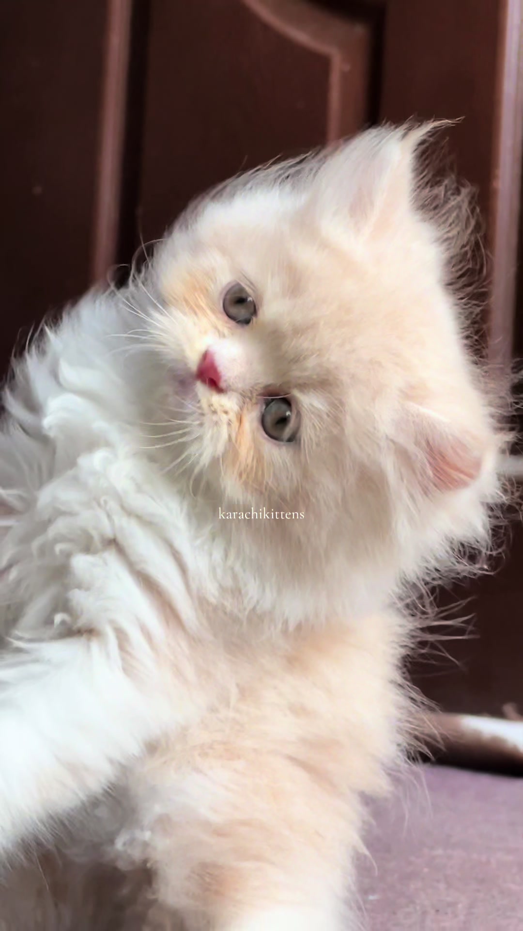 @karachikittens