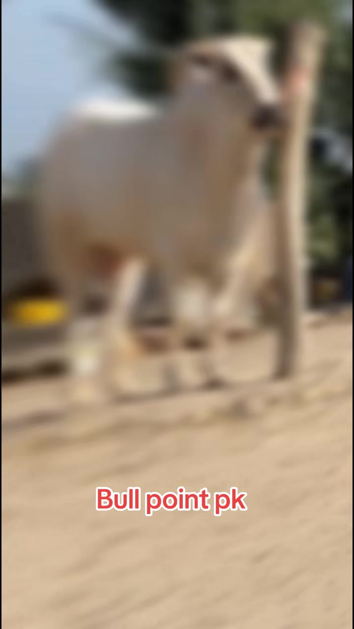 @Bullpointpk_official