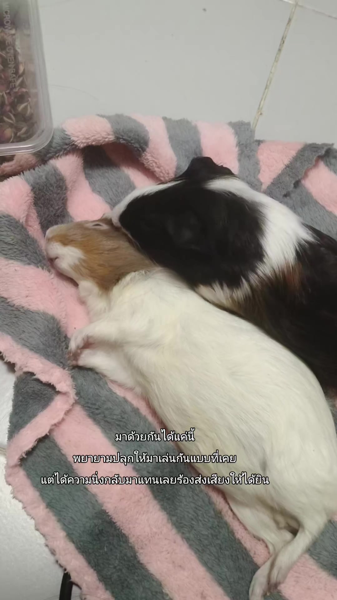 @MAYNY 🐰🐶🤍
