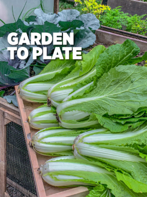 @Planted in the Garden