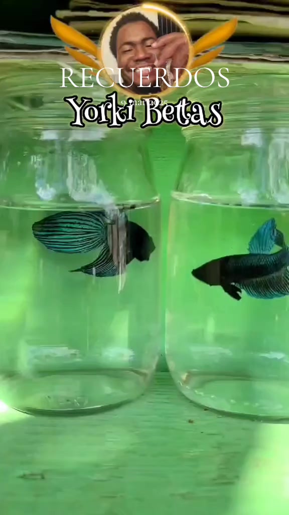 @Yorki Bettas