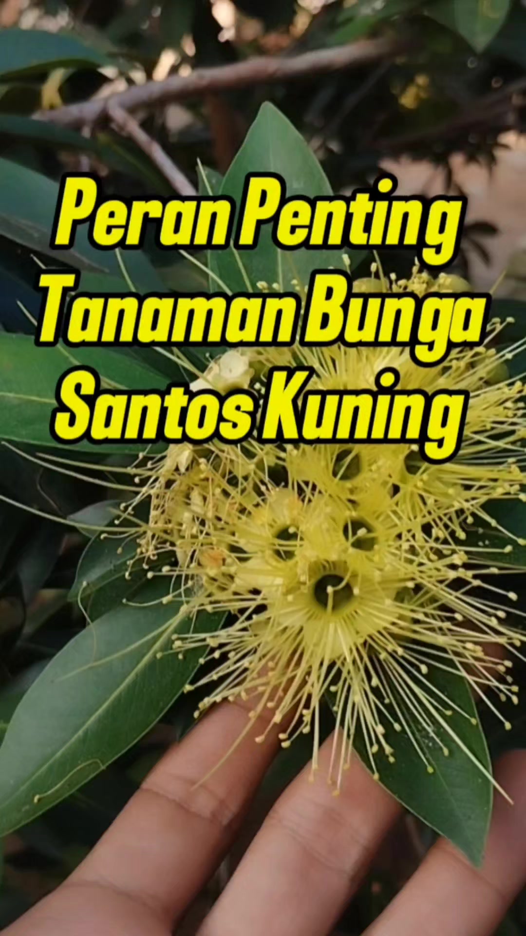 @Bukit Farming