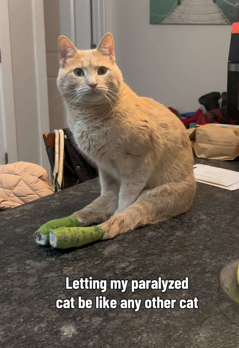 @Low Ryder Kitty