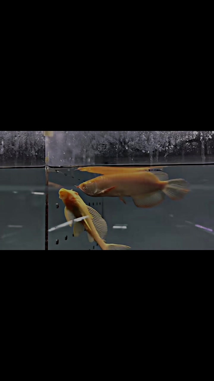 @網上看魚