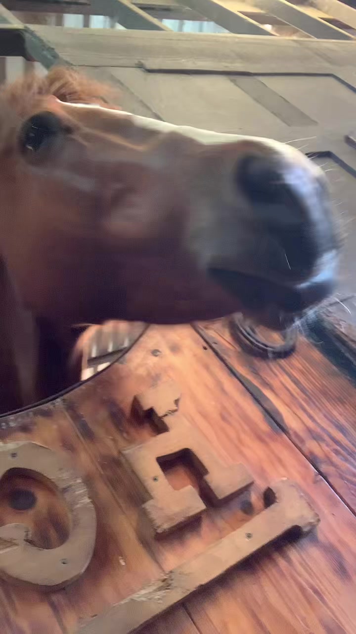 @Farriershoeshorsesnicotina🏇🔨