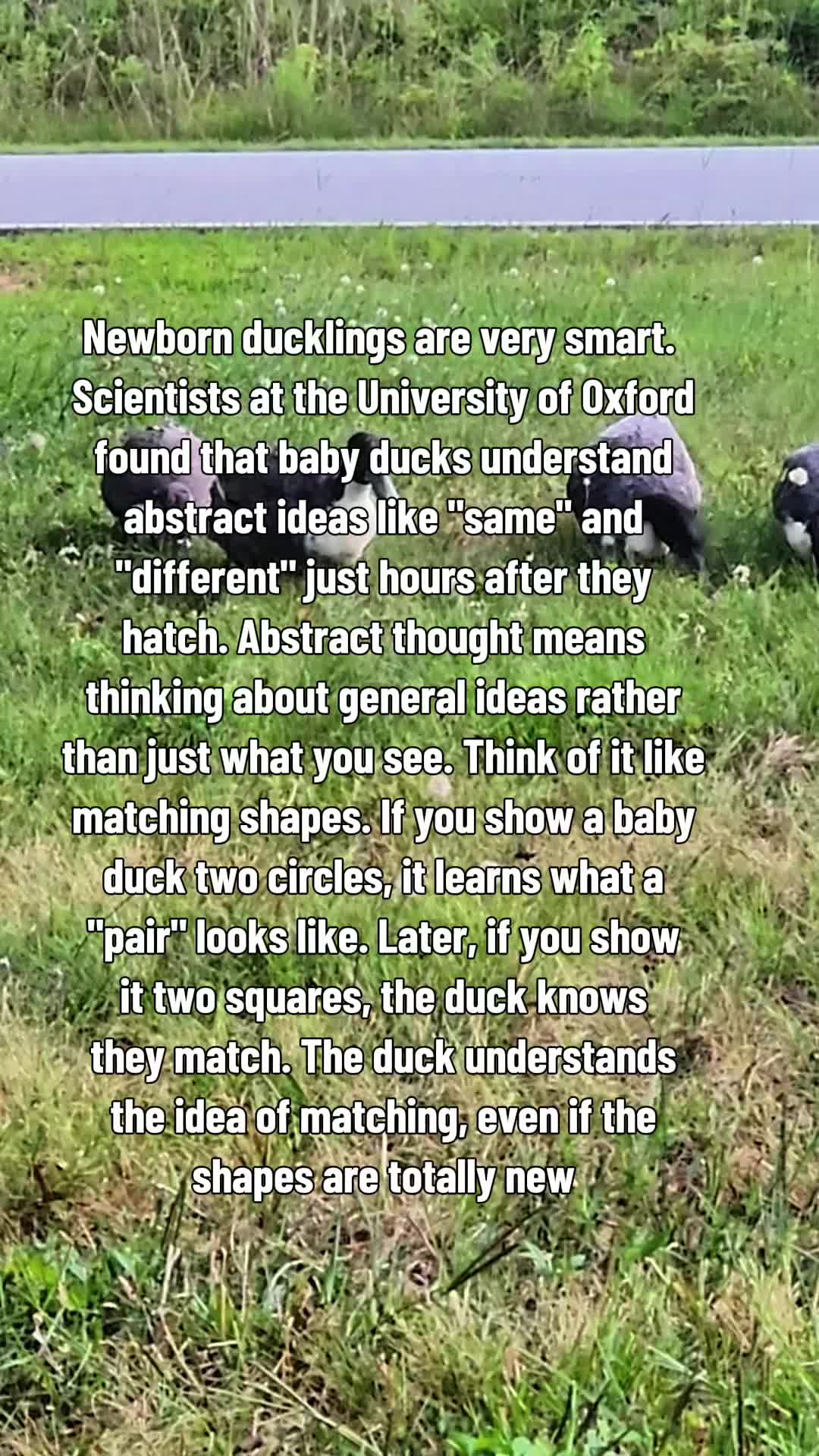 @Skeletonsonbeaverpond❌️🦆☠️