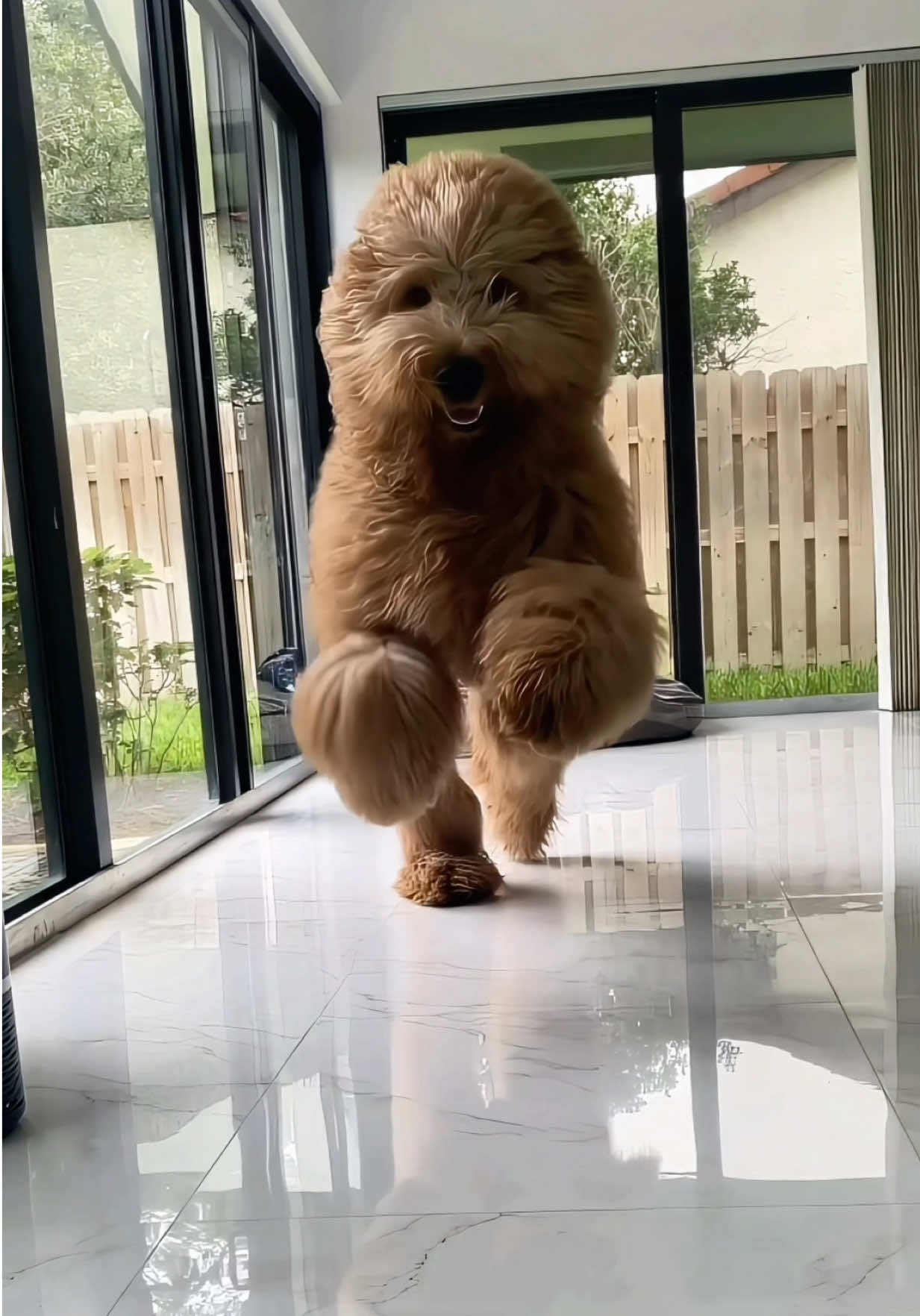 @Brodie The Goldendoodle