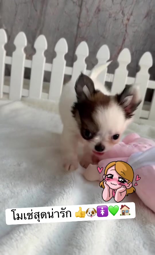 @Fb:Woww chihuahua