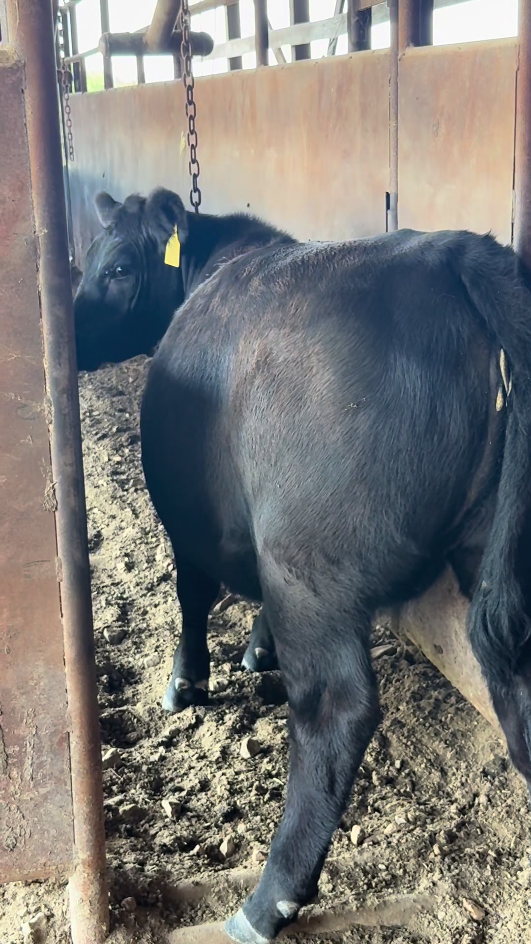 @Massey Land & Cattle