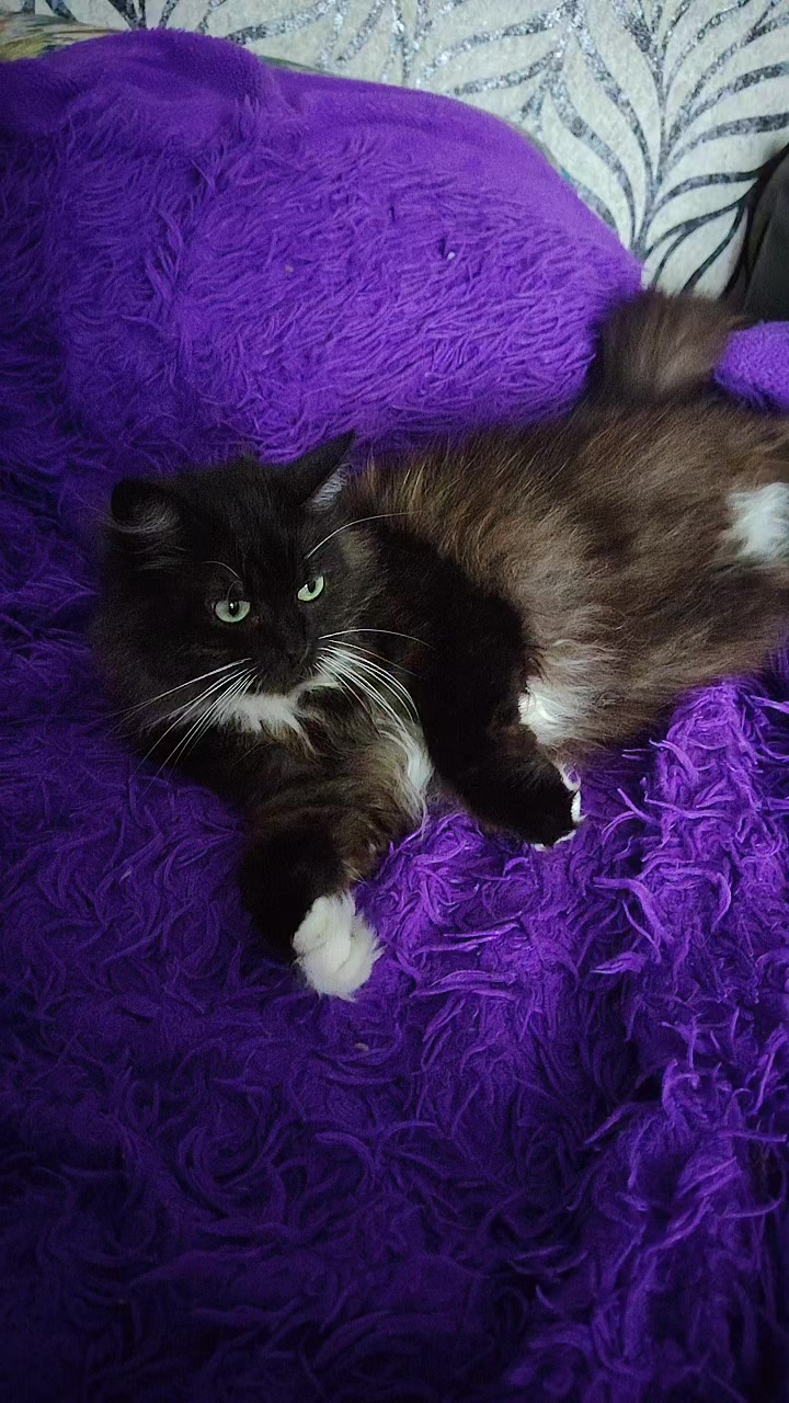 @3 друга 🦮🐱
