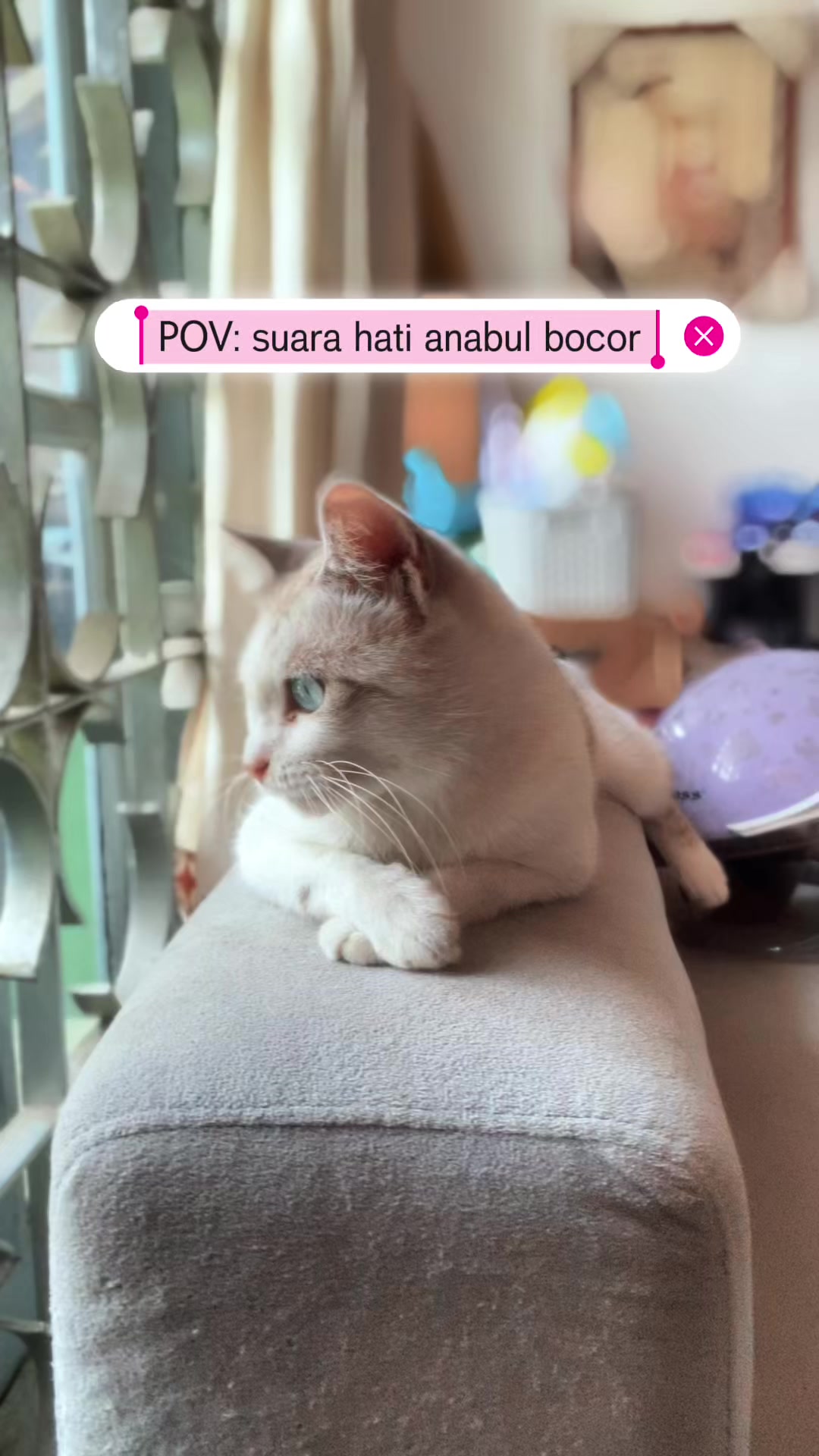 @kucingnyalingga🍉