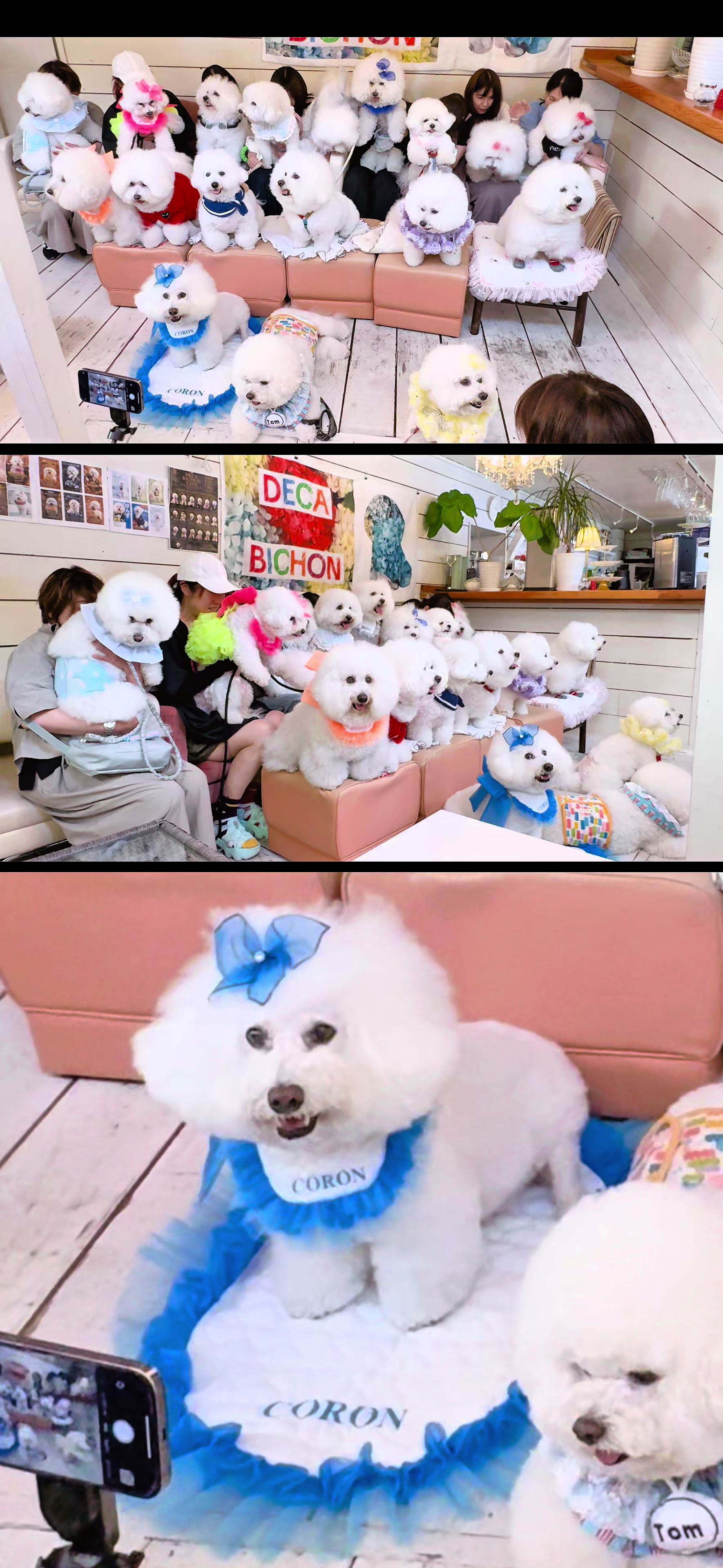 @ã³ãã³ð¶