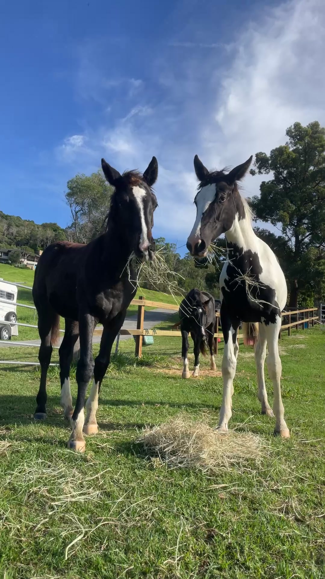 @🎠Dells Horses🎠