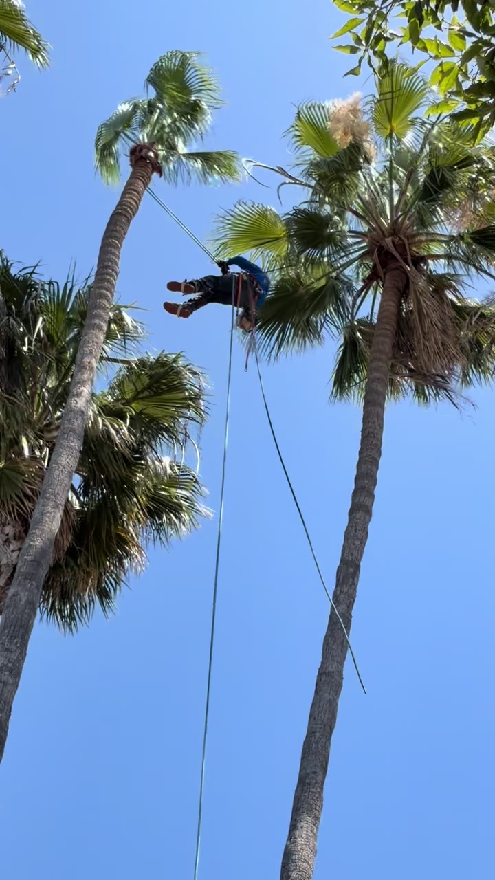 @fidel_treeexperts