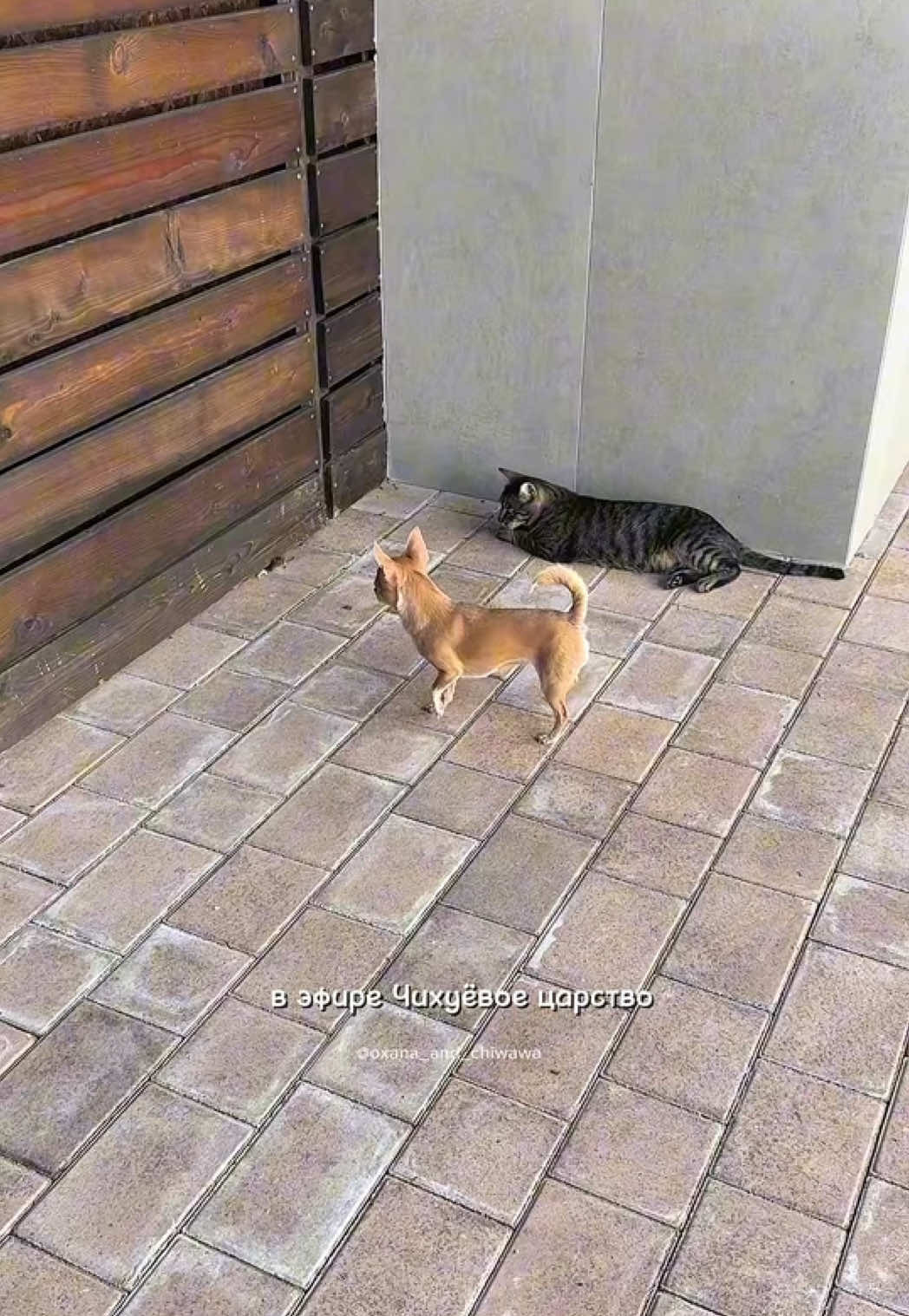 @Оксана & Чихуахуа Бонита