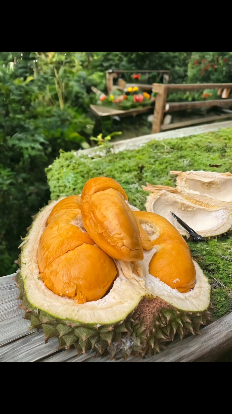 @𝑮𝑶𝑵 𝑫𝑼𝑹𝑰𝑨𝑵 𝑭𝑨𝑹𝑴