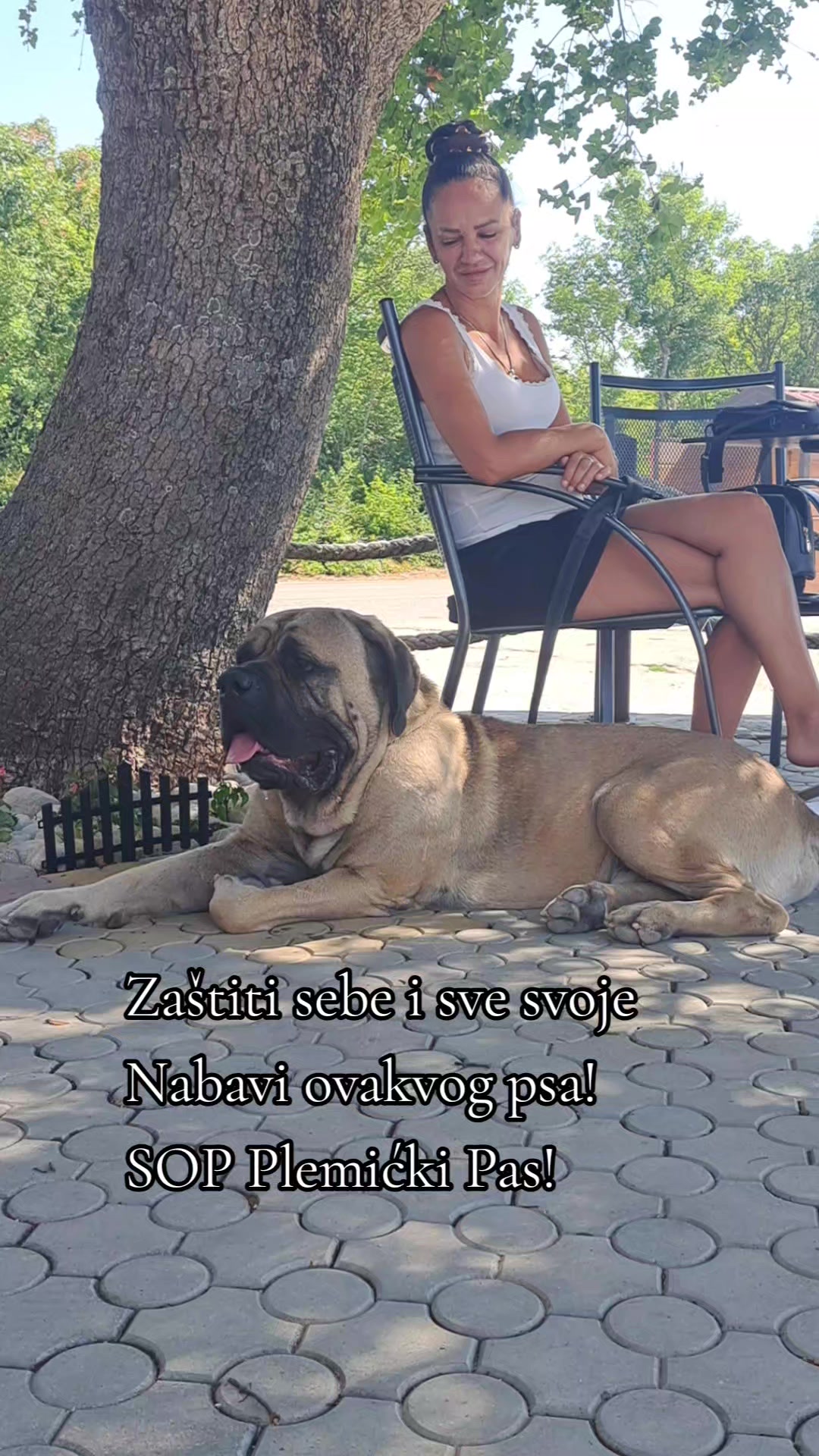 @Plemićki pas Srpski mastif