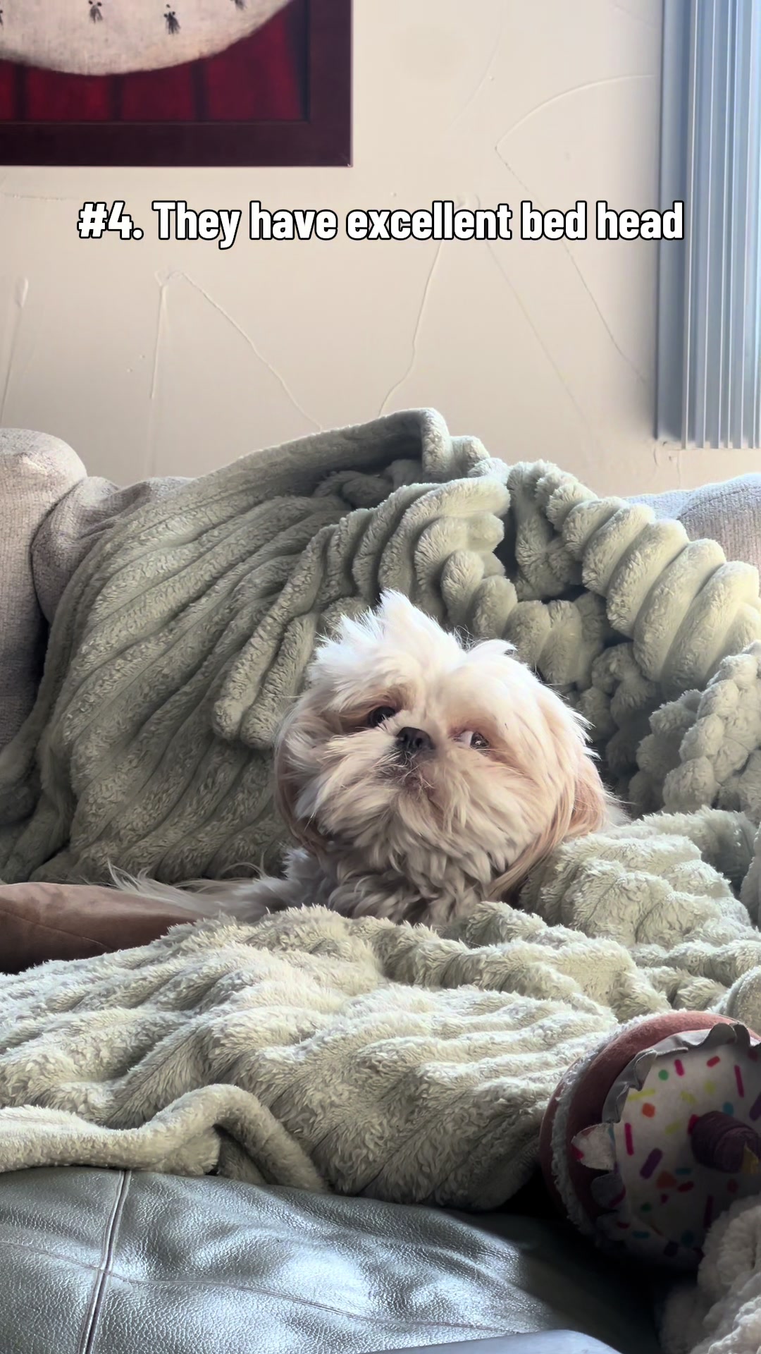 @Hugh the Shih Tzu