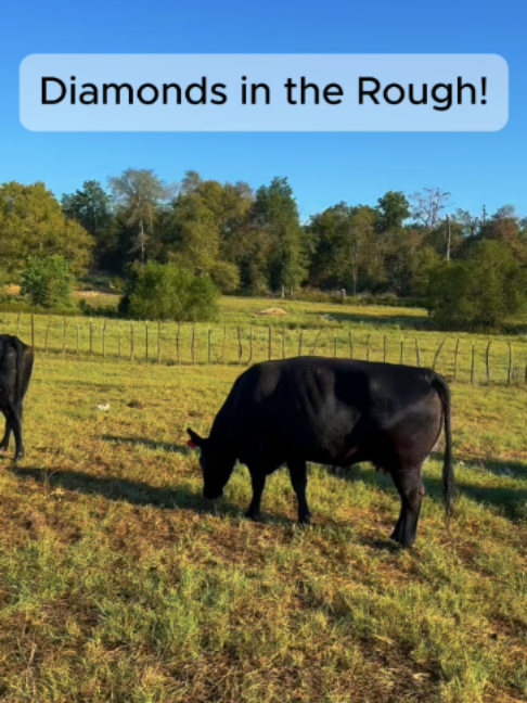 @Rutherford Land and Cattle