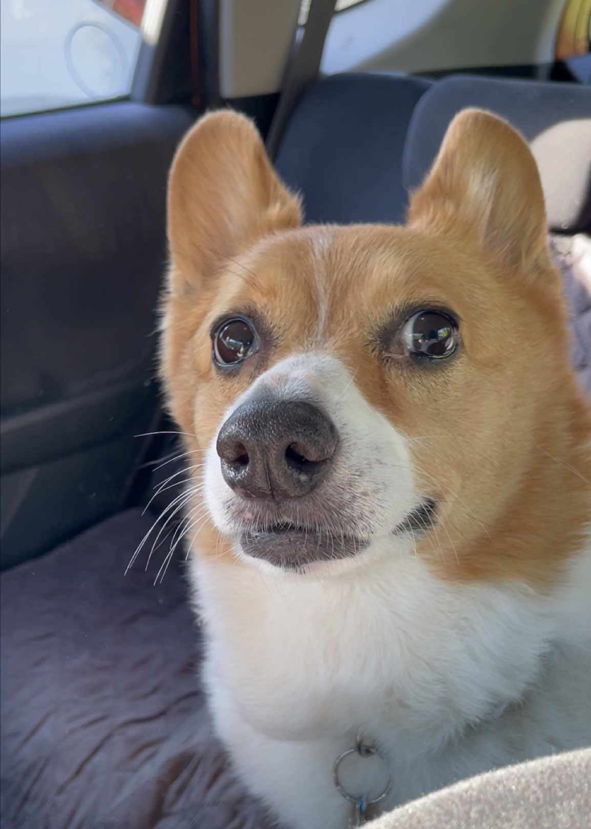 @Charlie the Corgi