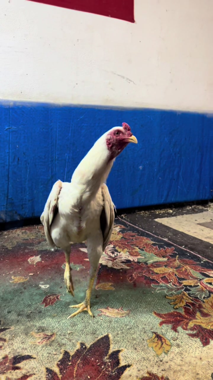 @Sivas Aslanları 🦅