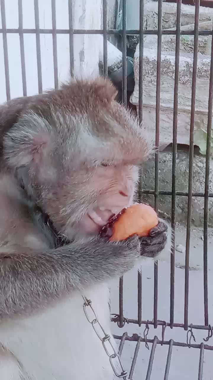 @SAHABAT SI MOMO
