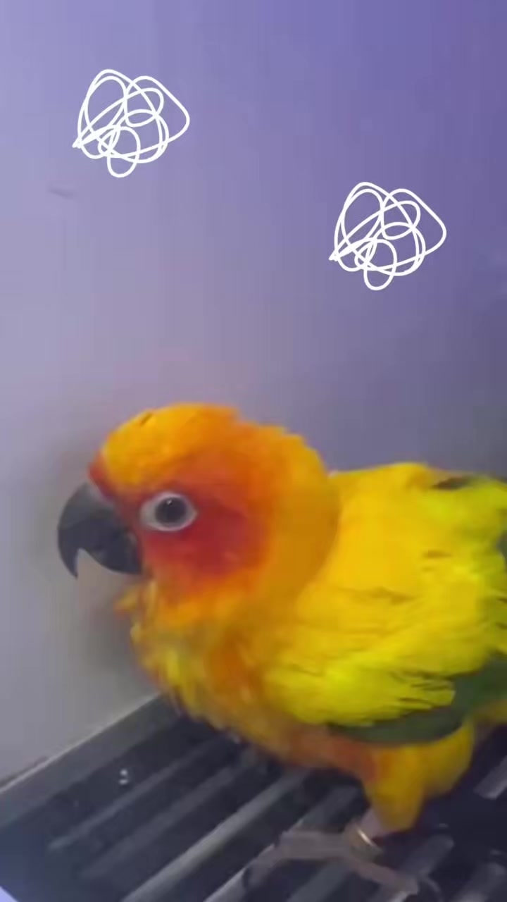 @WelovepetsbyPamornchaiSupply