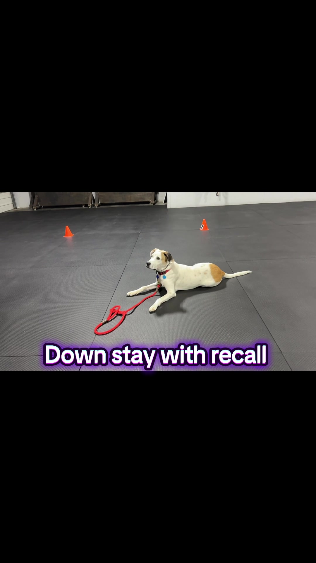 @All&ensp;Things D.O.G.