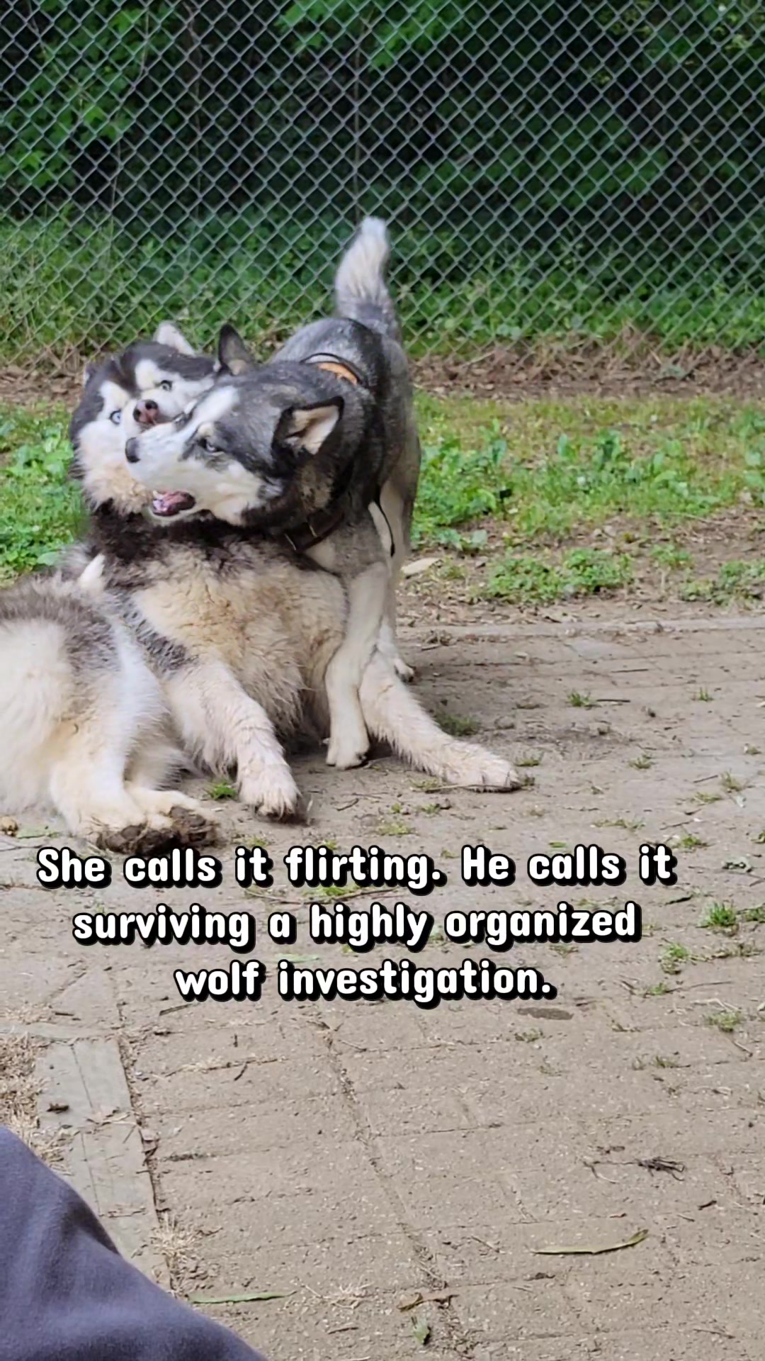 @the Hussey Husky ❌️