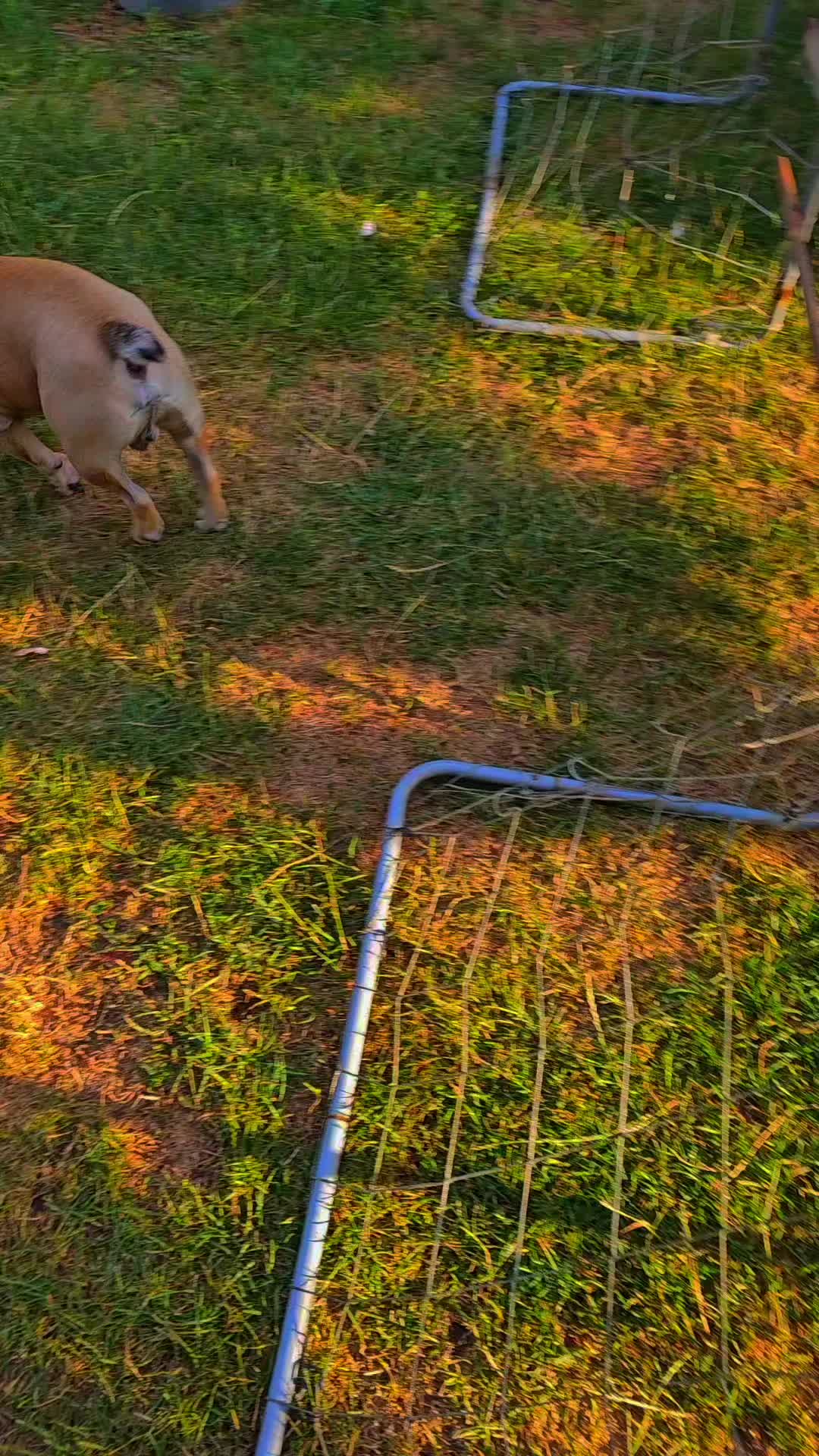 @Tyrion-the-frenchie/Cyrus23