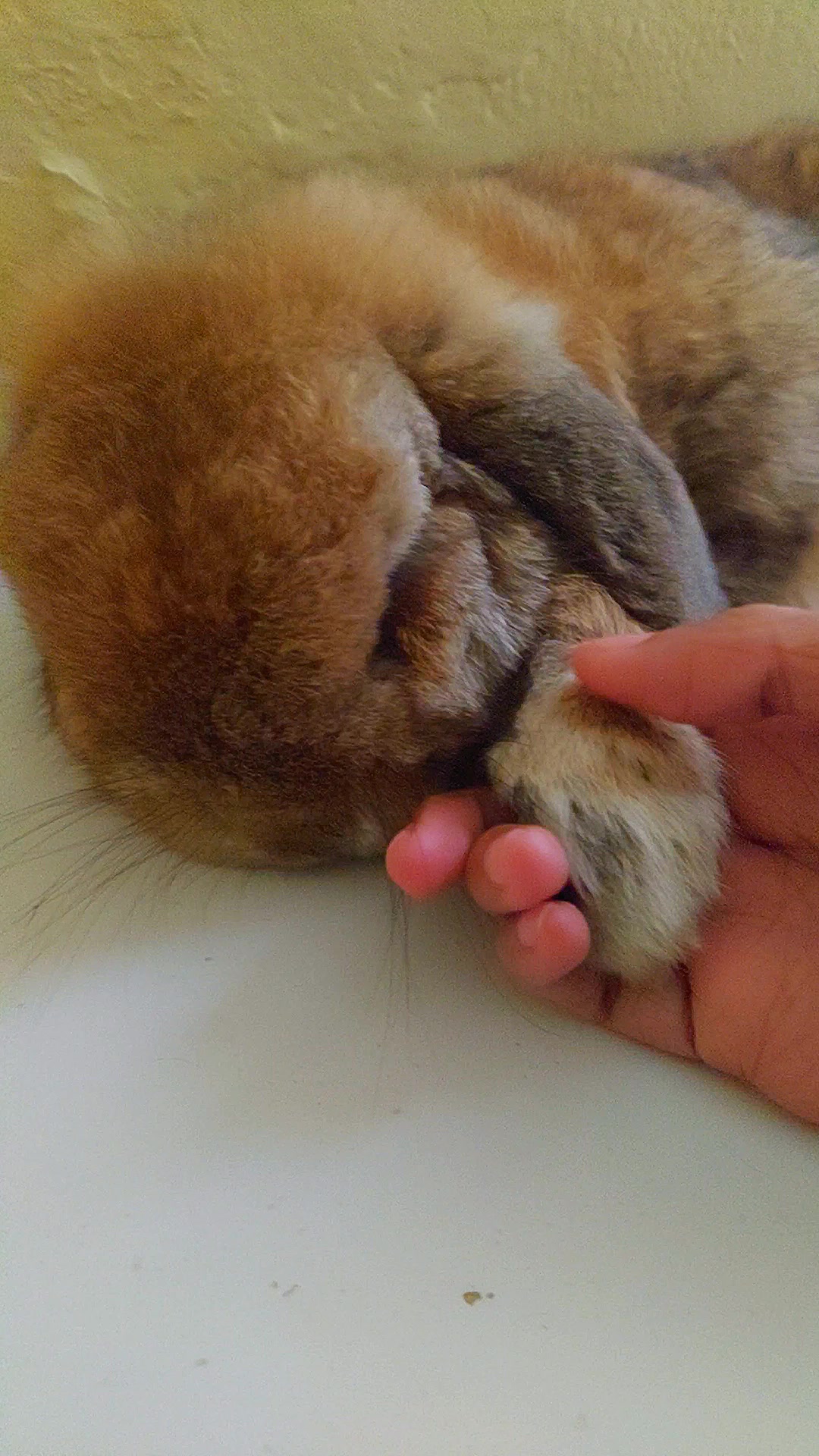 @Zada The Bunny