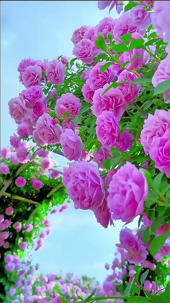 @Qızıl g&uuml;l&uuml;n etri🌹🌹🌹