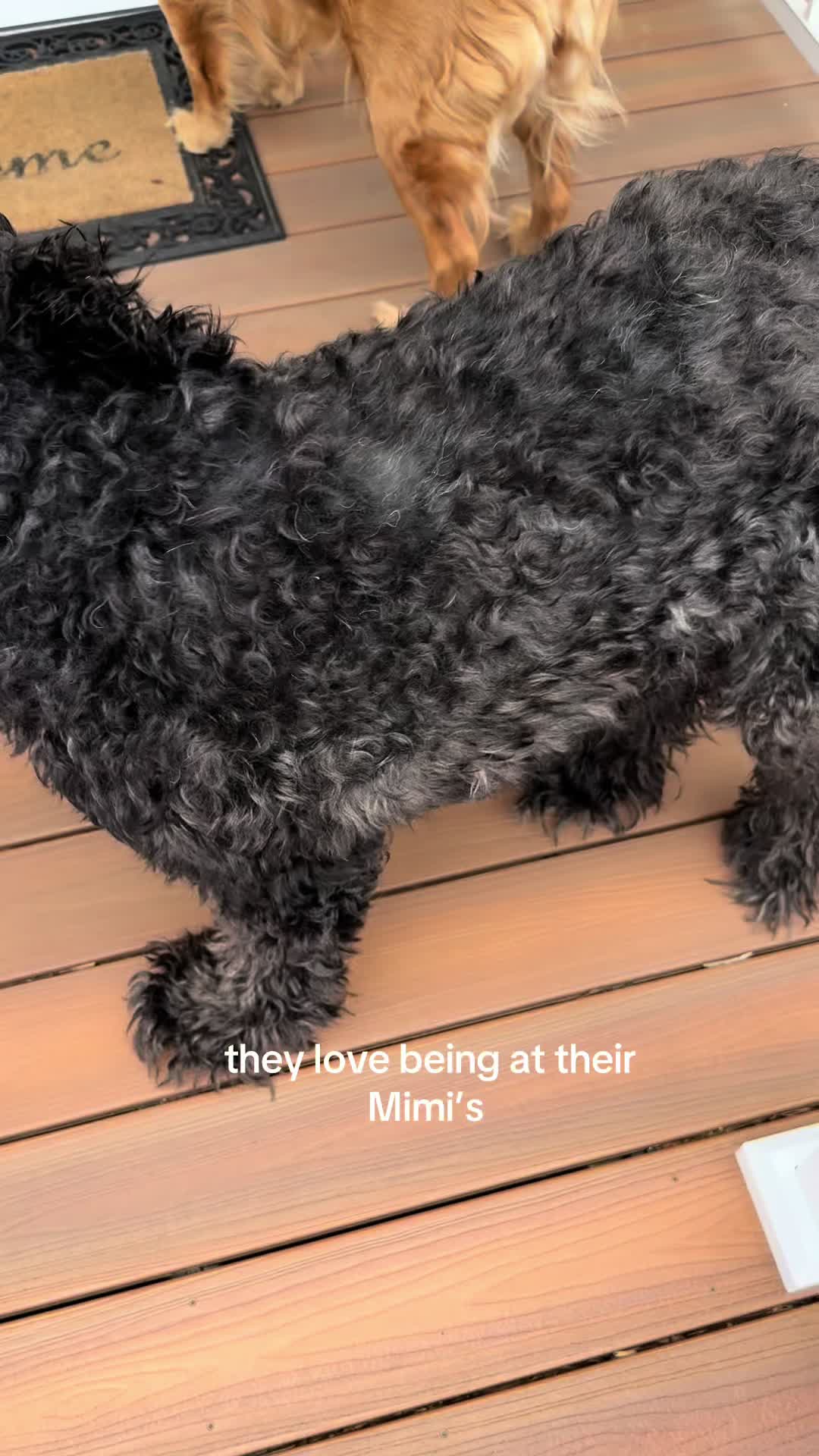 @LennyAndMaple