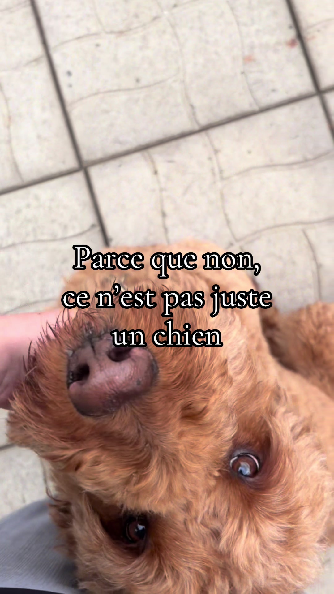 @Pension.canine.Aguerin