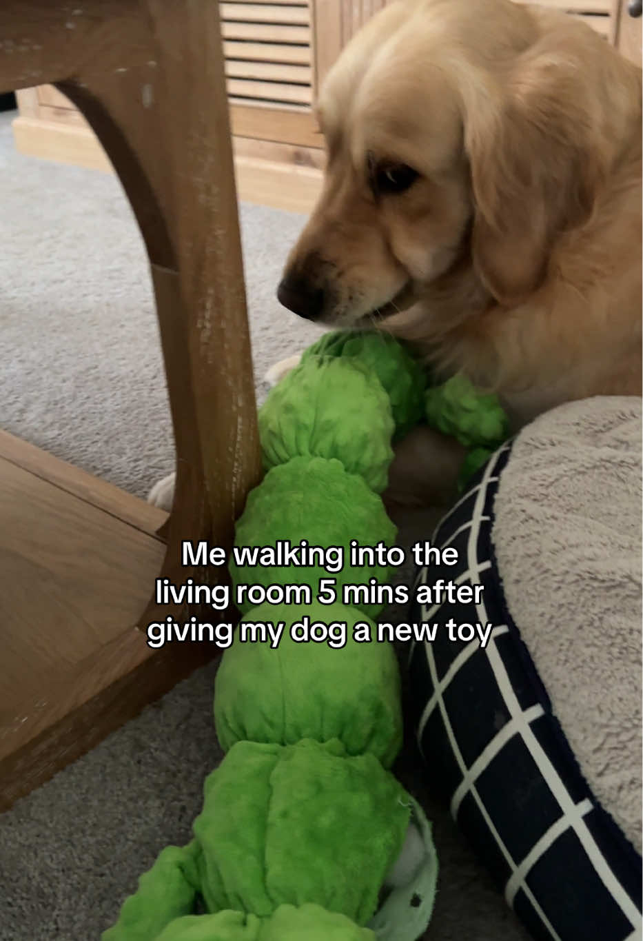 @lunas_golden_life