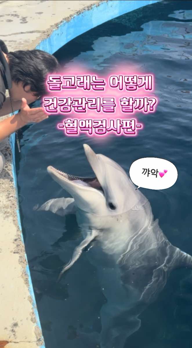 @DolphinTok
