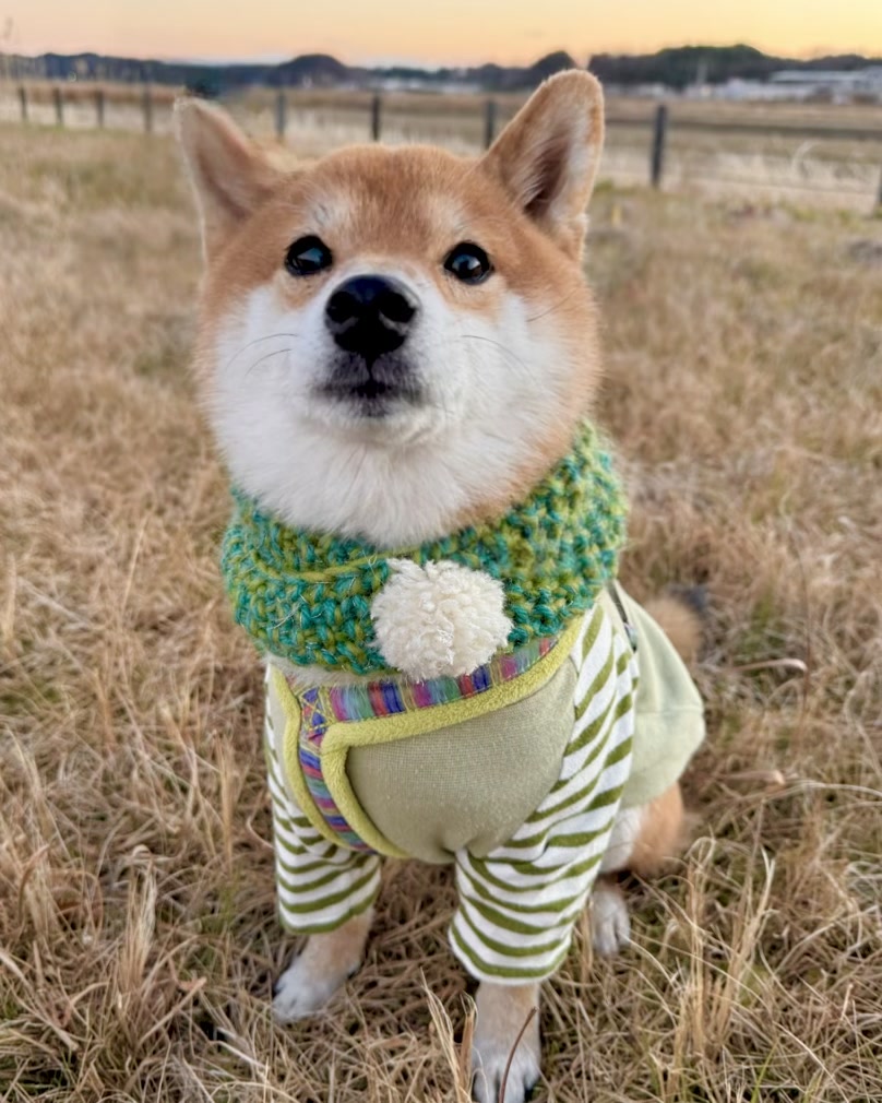 @豆助