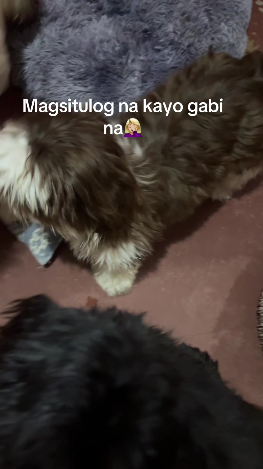 @Furmom Angel