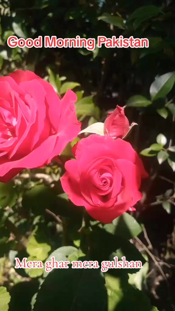 @Rj.Dr shafaq kazmi (Official)